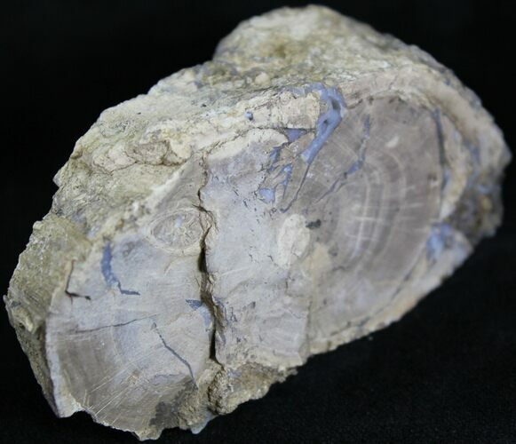 Unpolished Petrified Wood Limb - Blue Forest #28961